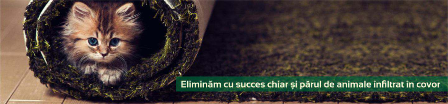 Spalatoria de covoare Bada-Bing - imagine4