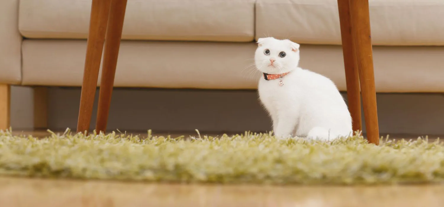 Spalatoria de covoare Bada-Bing – Spalatorie covoare Brasov | Spalatoria de covoare Bada Bing Brasov | Spalatoria de covoare Bada Bing Brasov